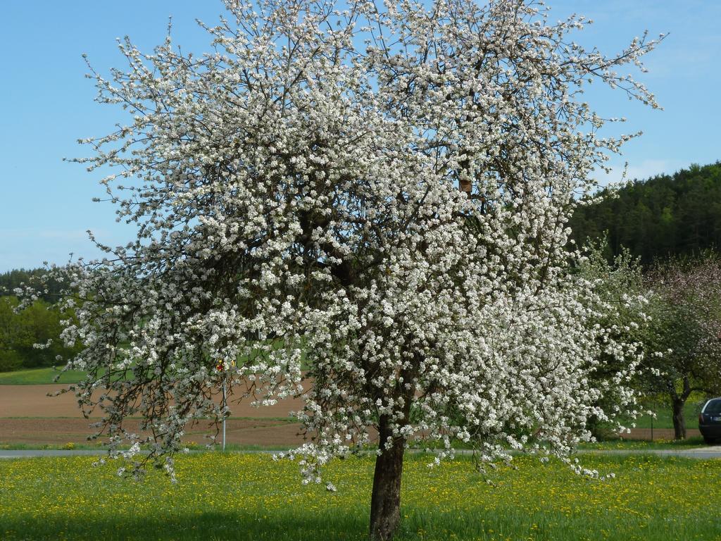 Ferienwohnung Bernerhof Pottenstein Exterior foto